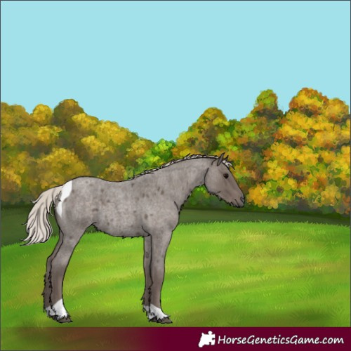Horse Color:Silver Blue Roan Tobiano 