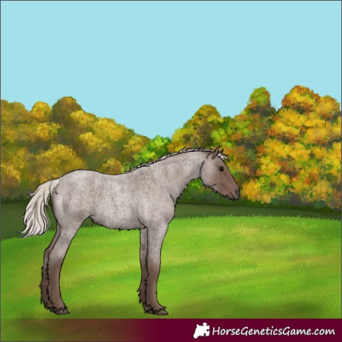 Horse Color:Silver Blue Roan 