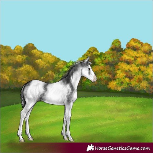Horse Color:White Spotted Black Splash 