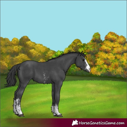 Horse Color:Black Sabino 