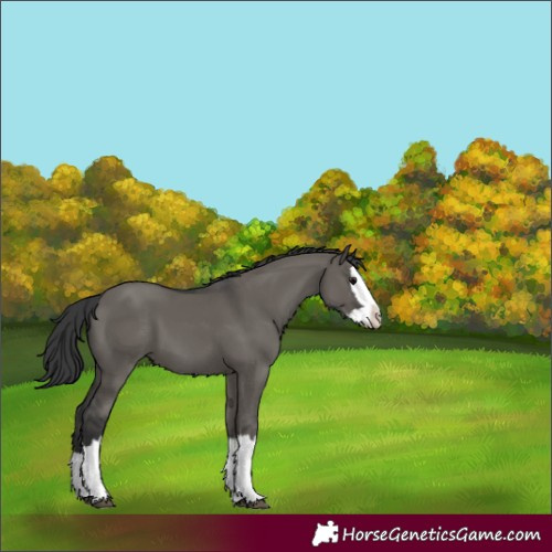 Horse Color:Grullo Splash 