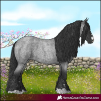 Horse Color:Blue Roan 