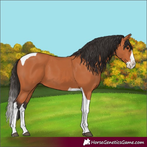 Horse Color:Bay Splash Tobiano