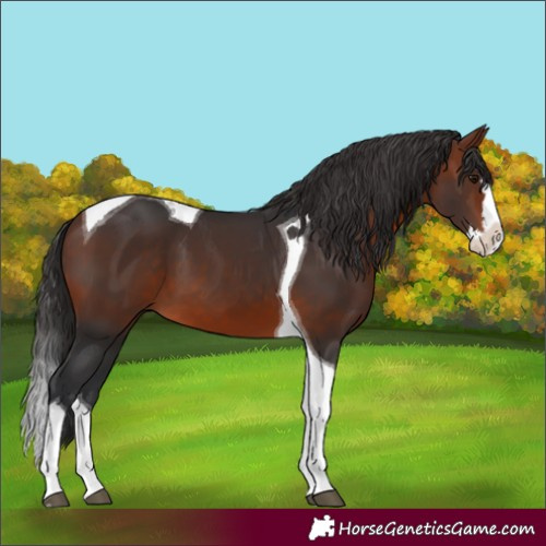 Horse Color:Bay Splash Tobiano 