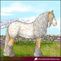Horse Color:Palomino Near Leopard  and Palomino Blanket 