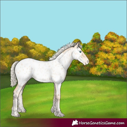 Horse Color:Gold Cream Champagne Pearl Appaloosa Rabicano 