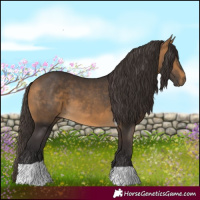 Horse Color:Buckskin Tobiano