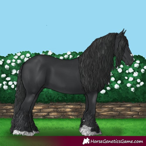 Horse Color:Black 