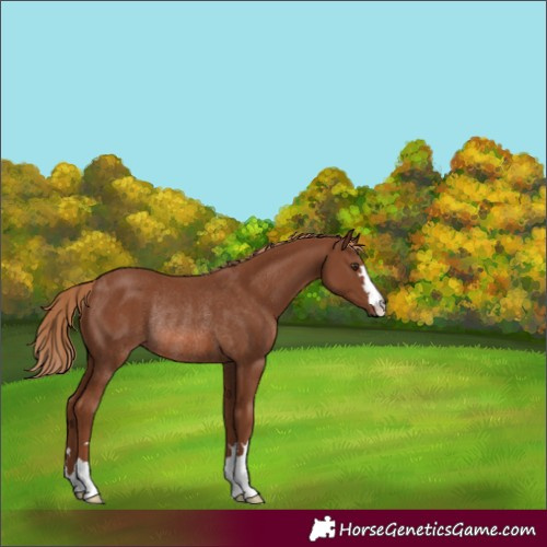 Horse Color:Chestnut Rabicano 