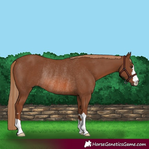 Horse Color:Chestnut Rabicano