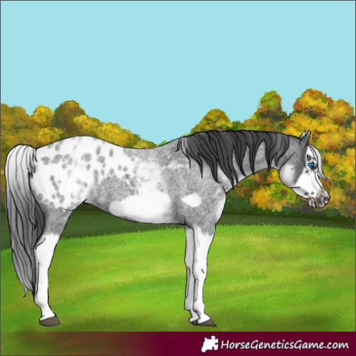 Horse Color:White Spotted Blue Roan Splash Frame Appaloosa 