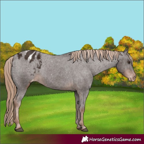 Horse Color:Liver Chestnut Appaloosa Rabicano 