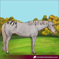 Horse Color:Liver Chestnut Appaloosa Rabicano