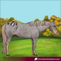 Horse Color:Liver Chestnut Appaloosa Rabicano