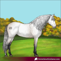 Horse Color:Gray White Spotted Bay Dun Rabicano 
