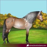 Horse Color:Gray White Spotted Bay Dun Rabicano 