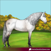 Horse Color:Gray White Spotted Bay Dun Rabicano 