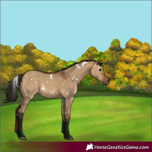 Horse Color:Gray White Spotted Bay Dun Rabicano 