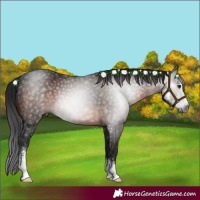 Horse Color:Gray Brown Sabino 