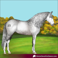 Horse Color:Gray Bay Sabino Rabicano 