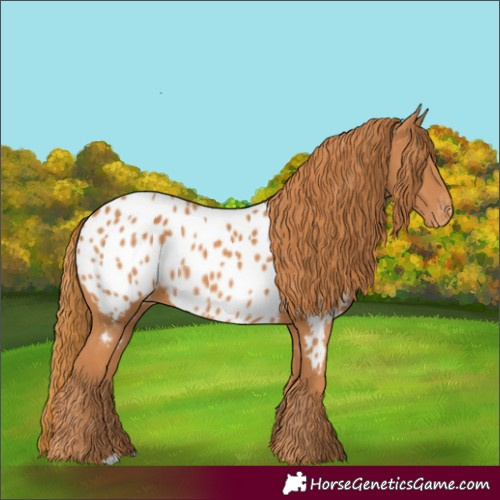 Horse Color:Chestnut Appaloosa