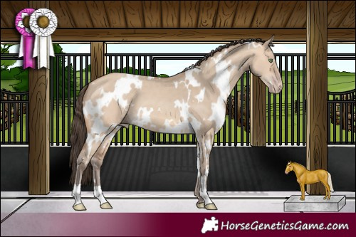 Horse Color:White Spotted Amber Champagne Dun 