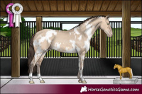 Horse Color:White Spotted Amber Champagne Dun