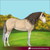 Horse Color:Amber Cream Champagne Dun Sabino Splash