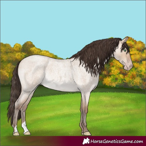 Horse Color:Amber Champagne Roan Dun Rabicano 