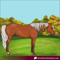 Horse Color:Silver Bay 