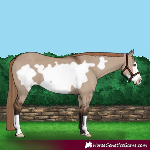 Horse Color:Liver Red Dun Frame 