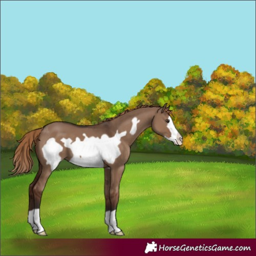 Horse Color:Liver Red Dun Frame