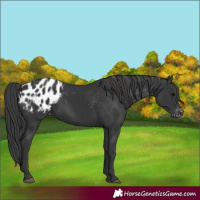Horse Color:Black Appaloosa 