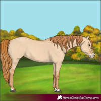 Horse Color:Red Dun Splash 