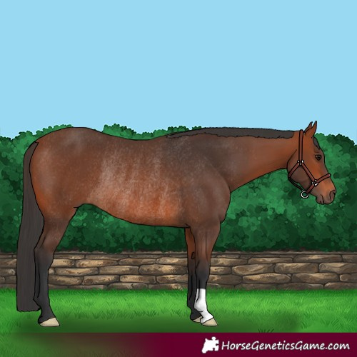 Horse Color:Bay Rabicano