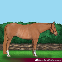 Horse Color:Chestnut Rabicano