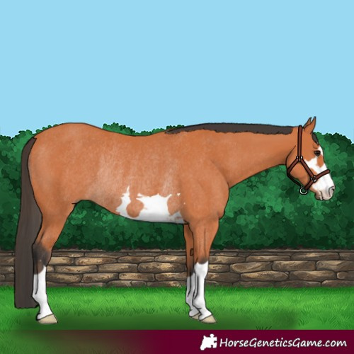Horse Color:Bay Rabicano 