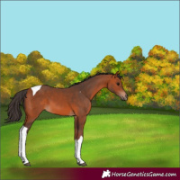 Horse Color:Bay Tobiano