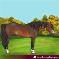 Horse Color:Brown 