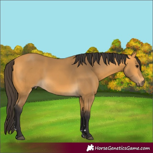 Horse Color:Buckskin 