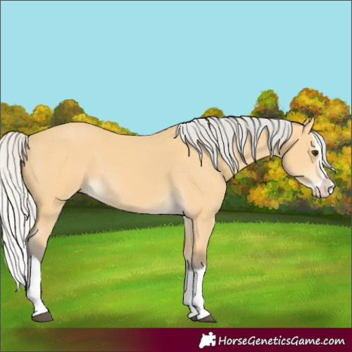Horse Color:Silver Buckskin Splash 