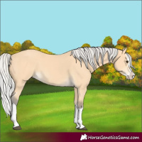 Horse Color:Silver Buckskin Splash 