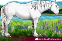 Horse Color:Gray White Spotted Chocolate Silver Black Rabicano 
