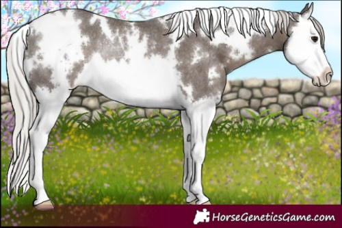 Horse Color:White Spotted Silver Black Splash Rabicano 