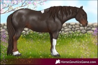 Horse Color:Liver Chestnut Tobiano 