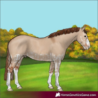 Horse Color:Red Dun Splash and Red Dun Splash