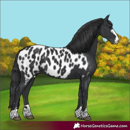 Horse Color:Black Appaloosa 