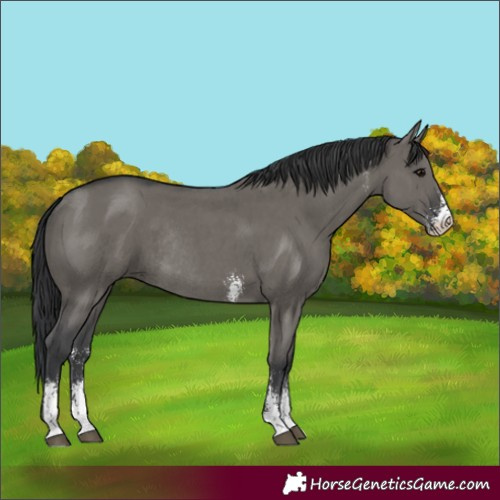 Horse Color:Grullo Sabino Rabicano 