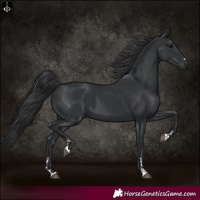 Horse Color:Black 