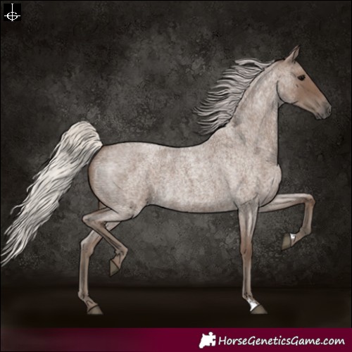 Horse Color:Silver Blue Roan 
